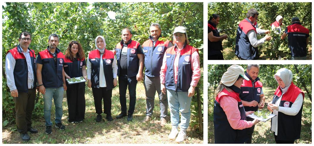 DÜZCE’DE 2025 YILI FINDIK REKOLTE TESPİT ÇALIŞMALARI DEVAM EDİYOR