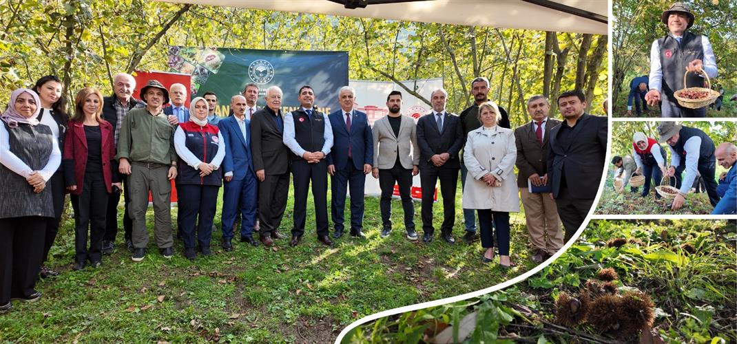 DAĞDİBİ KÖYÜ’NDE “DÜZCE KESTANESİ” HASAT ŞENLİĞİ DÜZENLENDİ