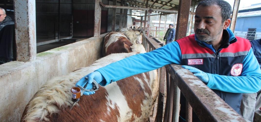ŞAP HASTALIĞINA KARŞI SAHADA YOĞUN MÜCADELE SÜRDÜRÜLÜYOR