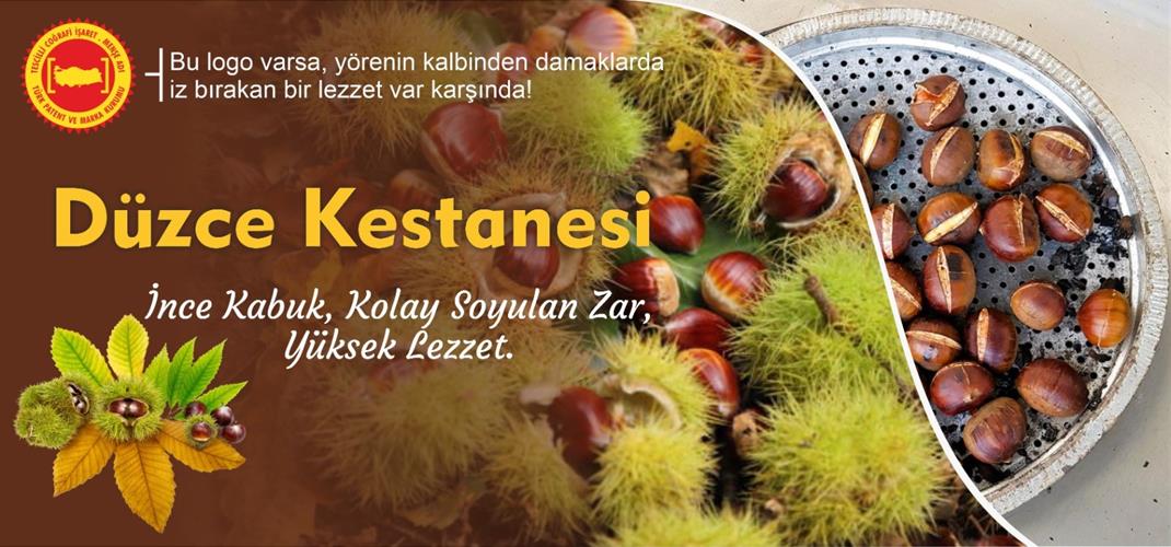 DÜZCE KESTANESİ BU AYIN “COĞRAFİ İŞARETLİ” YILDIZI