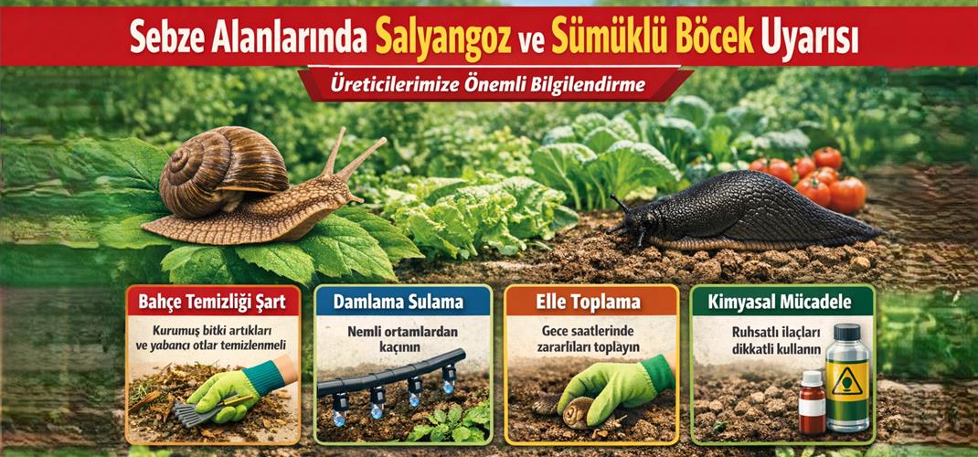 SEBZE ALANLARINDA SALYANGOZ VE SÜMÜKLÜ BÖCEK UYARISI