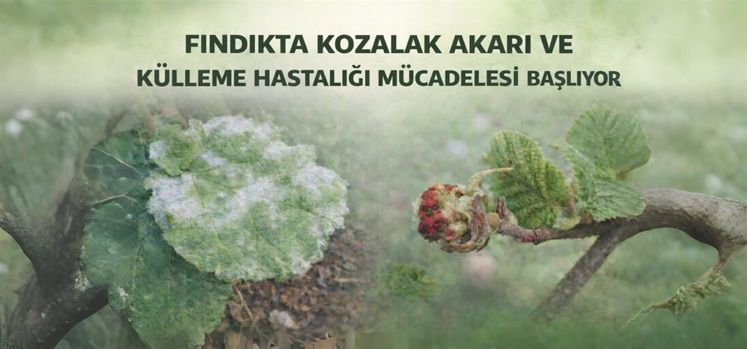 FINDIKTA KOZALAK AKARI VE KÜLLEME HASTALIĞINA KARŞI MÜCADELE BAŞLIYOR