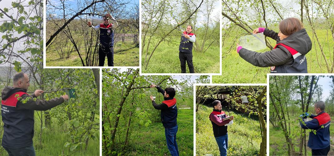 KAHVERENGİ KOKARCA VE DİĞER ZARARLILARLA MÜCADELE KAPSAMINDA FINDIK BAHÇELERİNDE TAKİP ÇALIŞMALARI BAŞLADI