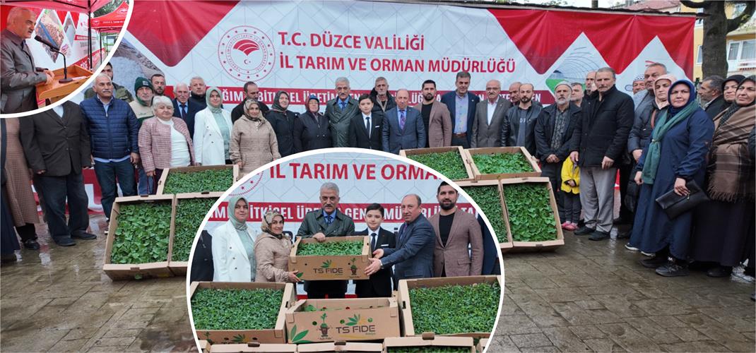DÜZCE’DE 300 ÜRETİCİYE 110 BİN ADET FİDE DAĞITILDI
